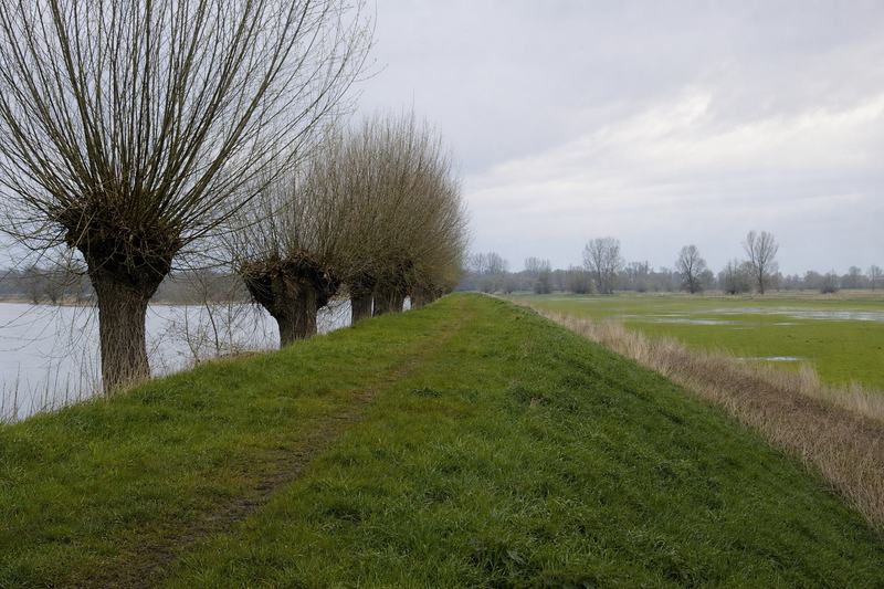 Grasweg auf einem Rheindamm mit Kopfweiden, dahinter flache Wiesen